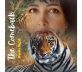 Miami, FL / September 2025 Inspirational Songwriter DANILA SIGAL, Roars Back with “The Comeback” A Bold New Album and Anthem of Defiance, Resilience, and Unbreakable Spirit